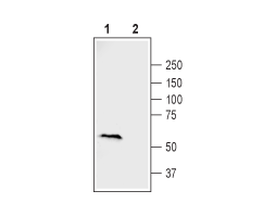 Anti-Frizzled-2 (FZD2) (extracellular) Antibody