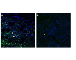 Anti-Frizzled-3 (FZD3) Antibody