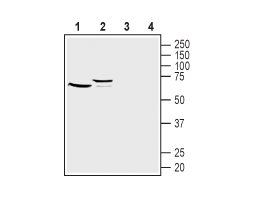 Anti-Frizzled-1 (FZD1) (extracellular) Antibody