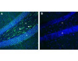 Anti-FLRT3 (extracellular) Antibody