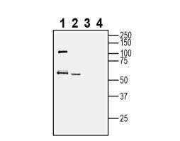 Anti-SLC19A3 Antibody - Carrier Free