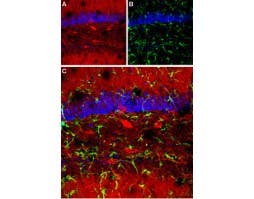 Anti-GABA(A) α1 Receptor (extracellular) Antibody
