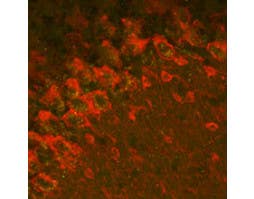 Anti-GABA(A) α2 Receptor Antibody