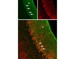 Anti-GABA(A) α3 Receptor (extracellular) Antibody
