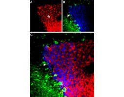 Anti-GABA(A) α6 Receptor (extracellular) Antibody