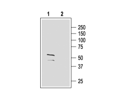 Anti-GABA(A) γ2 Receptor (extracellular) Antibody