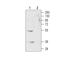 Anti-GABA(A) ρ2 Receptor (GABRR2) (extracellular) Antibody