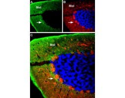 Anti-GABA(A) α4 Receptor (extracellular) Antibody