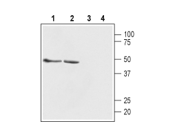 Anti-GABA(A) β1 Receptor Antibody