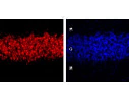 Anti-GABA(A) δ Receptor (extracellular) Antibody