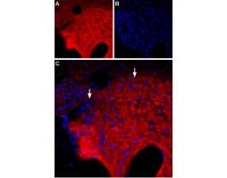 Anti-GABA(A) θ Receptor (GABRQ) (extracellular) Antibody