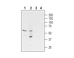 Anti-GABA(A) ρ3 Receptor (GABRR3) (extracellular) Antibody
