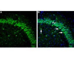 Anti-GABA(A) α5 Receptor Antibody