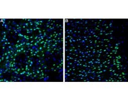 Anti-NMDAR2A (GluN2A) (extracellular)-ATTO Fluor-488 Antibody