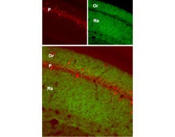 Anti-GluR1 (GluA1) (extracellular) Antibody