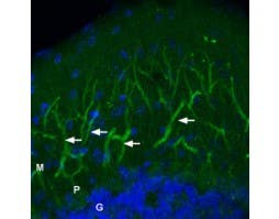 Anti-GluR2 (GluA2) (extracellular)-ATTO Fluor-488 Antibody