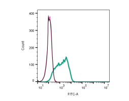 Anti-mGluR1 (extracellular) Antibody