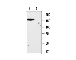 Anti-mGluR1 (extracellular) Antibody