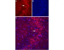 Anti-mGluR5 (extracellular)-ATTO Fluor-594 Antibody