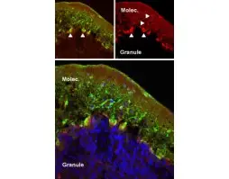 Anti-mGluR5 (extracellular) Antibody