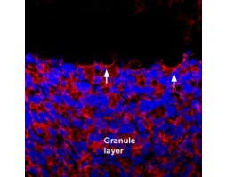 Anti-GRIK1 (GluK1) (extracellular) Antibody