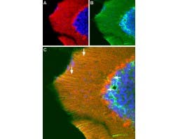 Anti-GluR3 (GluA3) (extracellular) Antibody