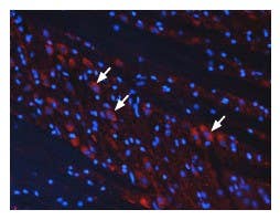 Anti-mGluR3 (extracellular) Antibody
