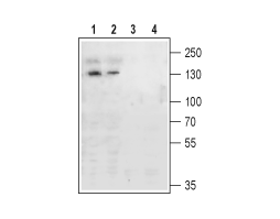 Anti-mGluR4 (extracellular) Antibody