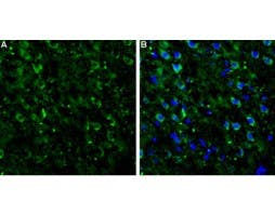 Anti-mGluR7 (extracellular) Antibody