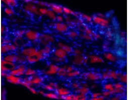 Anti-GluR4 (GluA4) (extracellular) Antibody