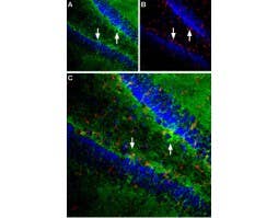 Anti-EAAT1 (GLAST) (extracellular) Antibody