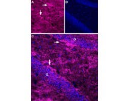 Anti-EAAT2 (GLT-1) (extracellular)-ATTO Fluor-633 Antibody