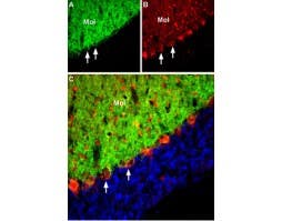 Anti-EAAT3 (EAAC1) Antibody