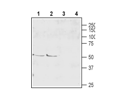 Anti-EAAT4 (extracellular) Antibody
