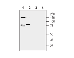 Anti-SLC1A7 (extracellular) Antibody