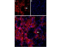 Anti-mGluR8 (extracellular) Antibody