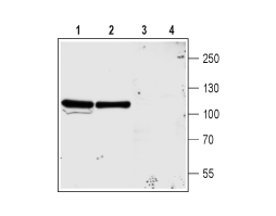 Anti-NMDAR3A (GRIN3A) (extracellular) Antibody