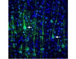 Anti-VGLUT1 Antibody