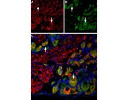 Anti-VGLUT2-ATTO Fluor-594 Antibody