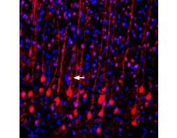 Anti-VGLUT2 Antibody