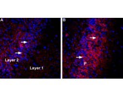 Anti-VGLUT3 Antibody