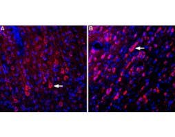 Anti-GRID1 (extracellular) Antibody