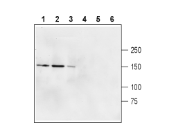 Anti-GRID2 (extracellular) Antibody