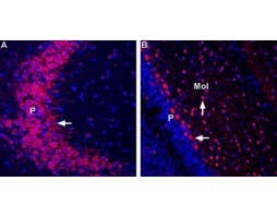Anti-GRIK3 (GluK3) (extracellular) Antibody