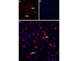 Anti-GRIK4 (KA1) (extracellular) Antibody