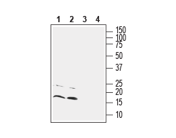 Anti-CNIH2/3 (extracellular) Antibody