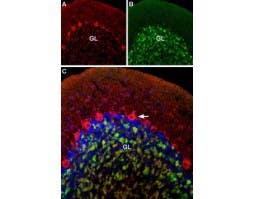 Guinea pig Anti-Ca<sub>V</sub>1.2 (CACNA1C) Antibody