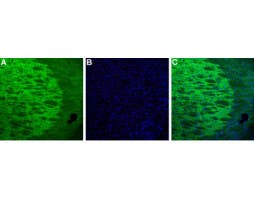 Guinea pig Anti-HCN4 Antibody
