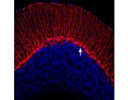 Guinea pig Anti-K<sub>V</sub>1.3 (KCNA3) (extracellular) Antibody