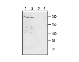 Guinea Pig Anti-Pan Na<sub>V</sub> Antibody